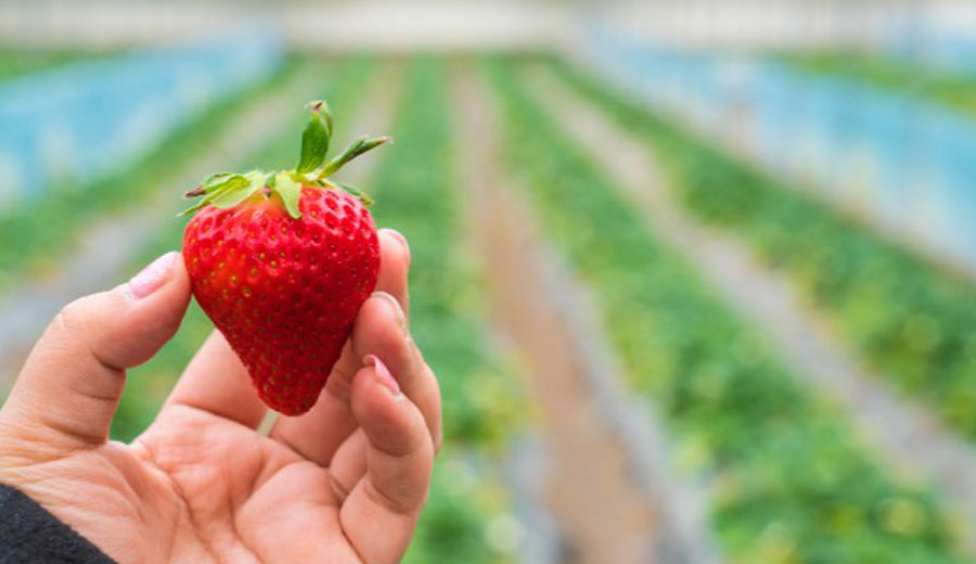 Manfaat Buah Stroberi, Buah Merah Yang Baik Untuk Kesehatan